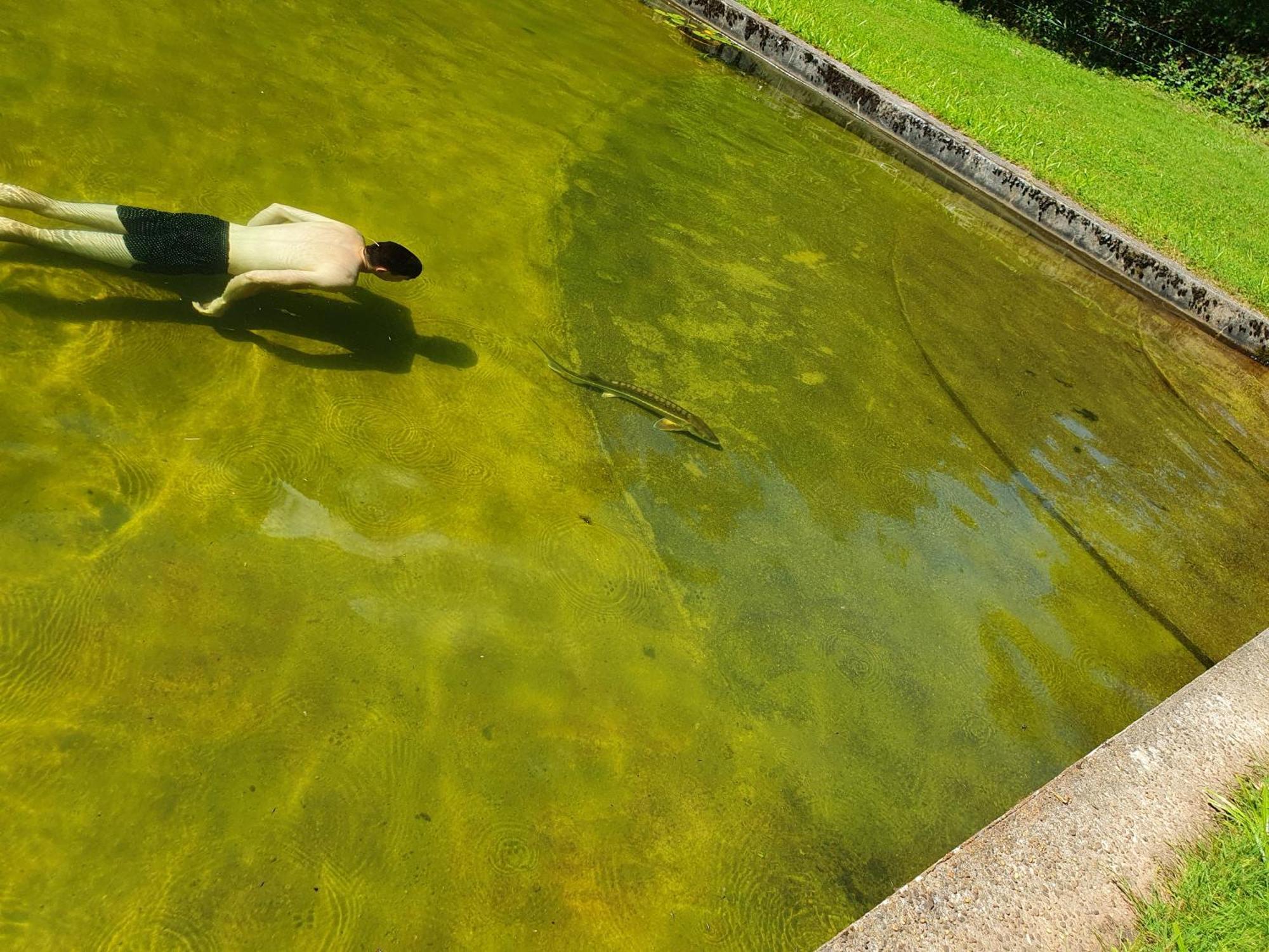 Le Saint Moulin De La Petite Pierre Villa Lohr Eksteriør billede